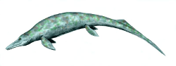 Cymbospondylus