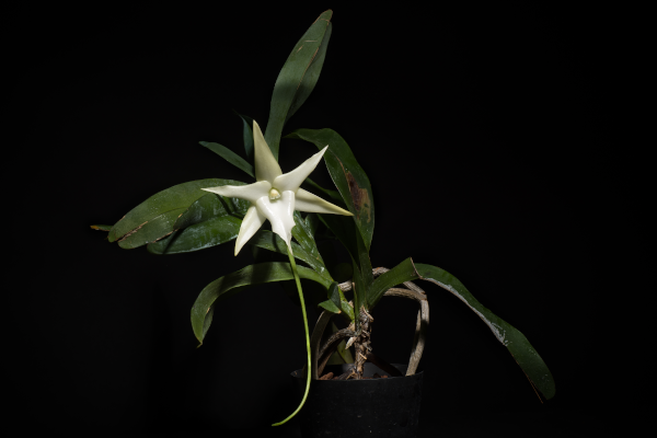 Photographie d'une orchidée de la famille Angraecum sesquipedale, ou orchidée de Darwin. On voit la plante avec quelques feuilles une fleur blanche à cinq pétales, et sous la fleur, une énigmatique tige verte assez longue, qui est donc creuse et contient du nectar au bout. Ce qui est assez particulier, car il paraît là comme ça assez improbable qu'un insecte puisse aller chercher le nectar si loin. Et pourtant… Photographie d'une orchidée de la famille Angraecum sesquipedale, ou orchidée de Darwin. On voit la plante avec quelques feuilles une fleur blanche à cinq pétales, et sous la fleur, une énigmatique tige verte assez longue, qui est donc creuse et contient du nectar au bout. Ce qui est assez particulier, car il paraît là comme ça assez improbable qu'un insecte puisse aller chercher le nectar si loin. Et pourtant…