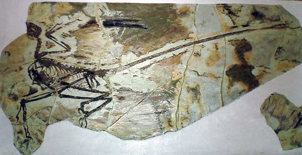 Fossile en particulièrement bon état d'un microraptor, dont on reparlera plus bas. On voit la forme des os de l'animal, en sombre sur une surface claire, et les empreintes de ses plumes ont également été conservées, ce qui est assez rare pour être apprécié.