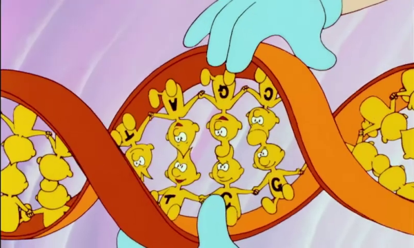 Capture d'écran du dessin animé Il était une fois la vie, dans lequel on voit un zoom sur la molécule d'ADN. Environ tout dans le dessin animé étant anthropomorphisé, les bases azotées sont représentées par de petits personnages jaunes avec les lettres A, C, T ou G sur leur ventre. L'image montre par ailleurs que l'ADN est constitué en paires de bases, en miroir sur chacune des deux hélices : un A est toujours lié à un T, et un G à un C, ce que nous indique les formes de têtes de ces personnages qui s'imbriquent les unes dans les autres.