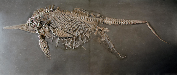 Photo (trouvée sur Wikipédia) d'un fossile d'ichtyosaure en train de mettre bas. On voit la forme du squelette de l'animal, avec une longue queue, des côtes, des nageoires dont la structure est assez inhabituelle pour des tétrapodes, et un long museau pointu. Mais ce qu'on repère surtout est donc la présence d'un deuxième spécimen, plus petits, un peu en dessous et à l'arrière du premier, montrant que l'enfant a grandi dans le ventre de sa mère et était à peine en train d'en sortir au moment où les deux ont été fossilisés.