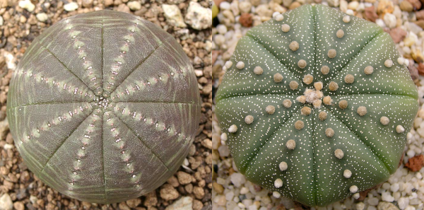 Je parle ici surtout des animaux, mais une bonne partie est valable aussi pour les plantes (et tout le reste du vivant). Ici, une juxtaposition de photos (trouvées sur la page Wikipédia anglophone dédiée à l'analogie et à la convergence évolutive) d'une euphorbe et d'un cactus (astrophytum), deux plantes adaptées pour vivre dans le désert et qui ont pris une forme assez similaire (ici globalement celle d'un cactus en boule).