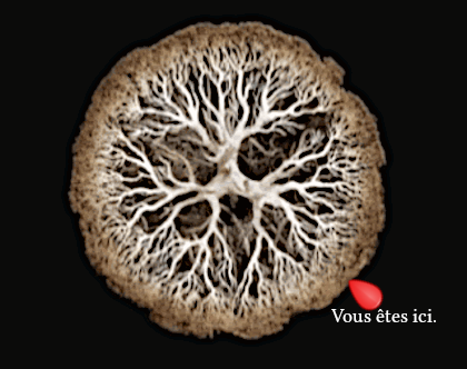 Image de l'arbre du vivant tel qu'on le voit dans le documentaire « espèces d'espèces ». On voit globalement une sorte de buisson en forme de boule. Les feuilles sont censées représenter les espèces actuelles, et un petit panneau « Vous êtes ici » a été posé quelque part dans le coin inférieur droit. Image de l'arbre du vivant tel qu'on le voit dans le documentaire « espèces d'espèces ». On voit globalement une sorte de buisson en forme de boule. Les feuilles sont censées représenter les espèces actuelles, et un petit panneau « Vous êtes ici » a été posé quelque part dans le coin inférieur droit.