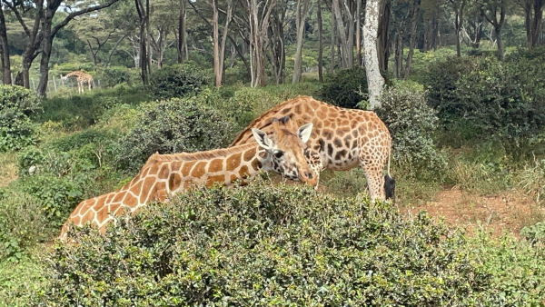 Photo, trouvée sur Wikimédia Commons, du Giraffe Center du Kenya. On voit un parc d'arbres et de buissons, avec deux girafes vers le premier plan, et une autre dans le fond de l'image. Toutes les trois ont la tête plus ou moins baissée, et on voit plutôt bien que les arbres autour d'elles ont les feuilles beaucoup trop en hauteur même pour la longueur de leur cou, et qu'elles doivent plutôt ici opter, pour se nourrir, pour les buissons situés beaucoup plus bas, ce qui fait qu'elles ont plutôt tendance à pencher la tête qu'à essayer de la lever le plus possible, contrairement donc à ce qui est dit dans l'exemple classique mentionné plus haut.