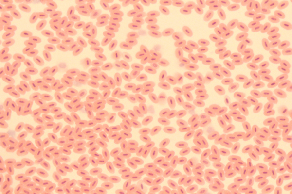 Image prise au microscope optique (pour rester cohérent avec l'époque, on trouve également des images au microscope électronique beaucoup plus détaillées) de globules rouges dans du sang de poule. On voit globalement un groupe de petites cellules avec un noyau visible à l'intérieur. Ce qui différencie le sang des oiseaux de celui des mammifères puisque, comme je l'avais indiqué dans mon thread sur les cellules, nos globules blancs à nous n'ont pas de noyau.