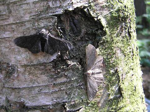 Photo (venues de Wikimédia Commons) montrant deux phalènes du bouleau, une claire et une sombre, sur le tronc d'un arbre. Ces petits papillons sont un célèbre exemple de cas d'application de la sélection naturelle, que j'ai rapidement mentionné dans le thread sur Darwin et Wallace (même si je pourrais à l'occasion détailler pas mal ce point). Mais ils peuvent aussi servir d'illustration pour les lois de l'hérédité de Mendel : comme pour les pois, les deux couleurs sont deux variantes d'une même information, qui dépendent donc de ce que chaque papillon reçoit de ses parents. Dans ce cas particulier, c'est la variante sombre qui est dominante, et la variante claire était encore pas mal présente de façon récessive quand la couleur sombre était favorisée, accélérant le retour des papillons clairs après inversion de la pression sélective. Photo (venues de Wikimédia Commons) montrant deux phalènes du bouleau, une claire et une sombre, sur le tronc d'un arbre. Ces petits papillons sont un célèbre exemple de cas d'application de la sélection naturelle, que j'ai rapidement mentionné dans le thread sur Darwin et Wallace (même si je pourrais à l'occasion détailler pas mal ce point). Mais ils peuvent aussi servir d'illustration pour les lois de l'hérédité de Mendel : comme pour les pois, les deux couleurs sont deux variantes d'une même information, qui dépendent donc de ce que chaque papillon reçoit de ses parents. Dans ce cas particulier, c'est la variante sombre qui est dominante, et la variante claire était encore pas mal présente de façon récessive quand la couleur sombre était favorisée, accélérant le retour des papillons clairs après inversion de la pression sélective.