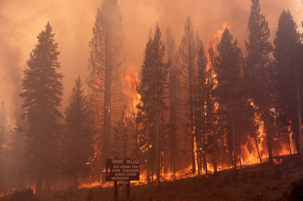 Photo de l'incendie de Yellowstone en 1988, trouvée sur la page Wikipédia francophone qui lui est dédiée (à l'incendie, pas au parc, même si la page en français est assez réduite). On voit au premier plan une pancarte indiquant la direction des boutiques et espaces de camping, pendant qu'à l'arrière plan, des arbres gigantesques, occupant quasiment toute l'image, sont envahis par les flammes, et la fumée masque l'ensemble du ciel. L'image est assez terrible, mais globalement, peu d'animaux ont été tués et la végétation a repoussé assez vite et plutôt bien ensuite.