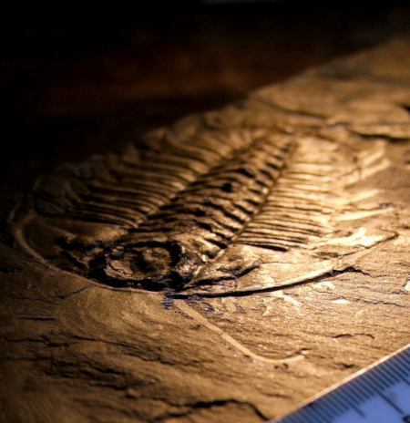 Fossile de trilobite, une famille d'arthropodes apparu au cambrien, une période où la biodiversité s'est particulièrement développée. On voit, vue de côté pour en faire ressortir les reliefs, une forme allongée dans la pierre avec une structure centrale et des lignes partants sur les côtés, qui sont les vestiges de son thorax. Les trilobites ont survécu à plusieurs extinctions de masse, mais ont fini par disparaître lors de la crise Permien-Trias. Ils n'ont donc côtoyé ni les mammifères, ni les dinosaures, ces deux familles d'animaux étant apparues au Trias. Effectivement, trouver un animal présentant toutes les caractéristiques des mammifères (ou des dinosaures, ou de n'importe quelle autre branche de l'arbre du vivant apparue par la suite) daté d'avant le cambrien, donc avant l'apparition des trilobites, remettrait très fortement en cause nos connaissances sur l'histoire du vivant. Fossile de trilobite, une famille d'arthropodes apparu au cambrien, une période où la biodiversité s'est particulièrement développée. On voit, vue de côté pour en faire ressortir les reliefs, une forme allongée dans la pierre avec une structure centrale et des lignes partants sur les côtés, qui sont les vestiges de son thorax. Les trilobites ont survécu à plusieurs extinctions de masse, mais ont fini par disparaître lors de la crise Permien-Trias. Ils n'ont donc côtoyé ni les mammifères, ni les dinosaures, ces deux familles d'animaux étant apparues au Trias. Effectivement, trouver un animal présentant toutes les caractéristiques des mammifères (ou des dinosaures, ou de n'importe quelle autre branche de l'arbre du vivant apparue par la suite) daté d'avant le cambrien, donc avant l'apparition des trilobites, remettrait très fortement en cause nos connaissances sur l'histoire du vivant.