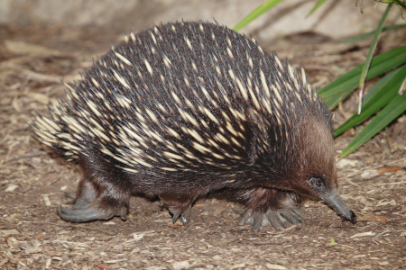 Photo (trouvée sur Wikipédia) d'un échidné (plus précisément un échidné « à nez courts », puisqu'il en existe plusieurs espèces). L'animal a le dos couverts de piquants pouvant évoquer ceux d'un porc-épique, mais avec des pattes plus griffues, et surtout un nez pas si court que ça. Sa forme générale pourrait aussi évoquer celle d'un kiwi (les oiseaux, pas les fruits). Photo (trouvée sur Wikipédia) d'un échidné (plus précisément un échidné « à nez courts », puisqu'il en existe plusieurs espèces). L'animal a le dos couverts de piquants pouvant évoquer ceux d'un porc-épique, mais avec des pattes plus griffues, et surtout un nez pas si court que ça. Sa forme générale pourrait aussi évoquer celle d'un kiwi (les oiseaux, pas les fruits).