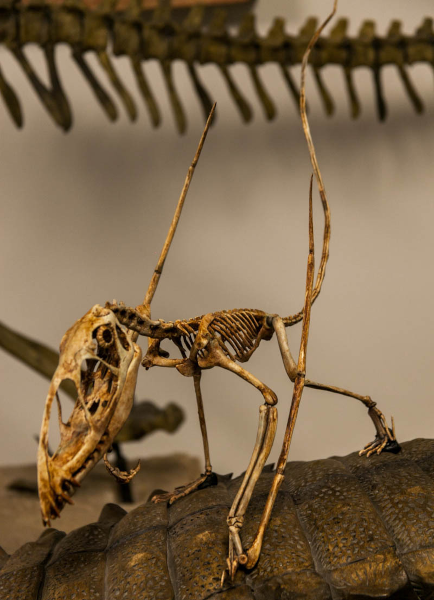 Reconstitution d'un squelette de dimorphodon. La forme générale peut évoquer celle d'un oiseau prêt à s'envoler, mais la queue est plus longue, on repère assez bien l'os du doigt soutenant les ailes, et le bec (dont la forme rappelle celle de celui d'un macareux) est pourvue de dents. On devine à l'arrière-plan le squelette d'un animal beaucoup plus gros, probablement un dinosaure, et ce sur quoi il prend son appuie ressemble au dos caparaçonné d'un autre gros « reptile ».