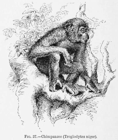 Autre dessin illustratif en noir et blanc réalisé par Wallace, celui-ci présentant un chimpanzé assis dans les branches d'un arbre. Cette image-ci a été réalisée beaucoup plus tard que l'autre, dans un ouvrage dédiée à l'application de la sélection naturelle à l'histoire de l'espèce humaine. À l'époque de l'écriture de ce livre, Wallace avait hélas commencé à verser fortement dans le spiritisme, ce qui l'amenait à des positions de plus en plus éloignées de celles vers lesquelles la recherche en évolution s'orientait. Autre dessin illustratif en noir et blanc réalisé par Wallace, celui-ci présentant un chimpanzé assis dans les branches d'un arbre. Cette image-ci a été réalisée beaucoup plus tard que l'autre, dans un ouvrage dédiée à l'application de la sélection naturelle à l'histoire de l'espèce humaine. À l'époque de l'écriture de ce livre, Wallace avait hélas commencé à verser fortement dans le spiritisme, ce qui l'amenait à des positions de plus en plus éloignées de celles vers lesquelles la recherche en évolution s'orientait.