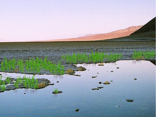 Vue d'artiste de la Terre à l'Ordovicien, trouvée sur Wikimédia Commons. On voit quelques plantes et champignons pousser juste au bord d'une étendue d'eau, mais derrière, le paysage montagneux semble s'étendre très loin sans la moindre trace de vie, celle-ci étant quasi-exclusivement sous la surface de l'eau et donc pas visible ici.