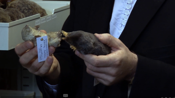 Capture d'écran du documentaire Espèces d'espèces, dont je vous avais déjà parlé et que je vous recommande toujours, et dans lequel j'ai trouvé cet exemple, où l'on voit un homme (il s'agit en l'occurrence de Guillaume Lecointre, chercheur au Muséum national d'histoire naturelle, mais on ne voit pas son visage sur ce plan) tenir dans ses mains deux spécimens taxidermisés de taupes, une de chacun des deux genres sus-mentionnés, pour nous parler de leur convergence évolutive. Effectivement, à part la couleur du pelage (la taupe australienne est assez claire, l'européenne plutôt sombre), les deux sont visuellement très ressemblantes.