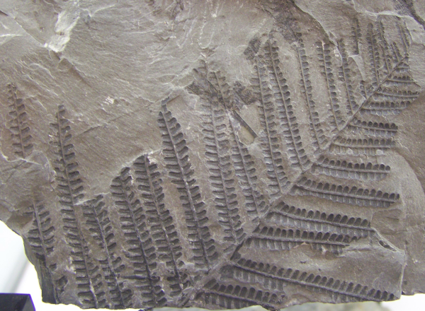 Photographie trouvée sur Wikipédia montrant l'empreinte de fougères fossilisée dans de la pierre. Parce que oui, je parle des animaux, mais les plantes aussi peuvent laisser des traces fossiles (même si celui-ci n'est pas forcément le meilleur exemple, puisqu'on trouve encore des fougères à notre époque, donc ça n'aide pas vraiment à dater les roches dans lesquelles il se trouve (qui apparemment sont du carbonifère, pour le coup)). On voit globalement la surface d'un caillou avec dedans des parties plus sombres et en creux reproduisant la forme de feuilles de fougère.