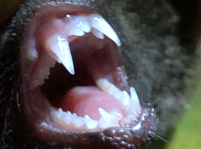 Photo, trouvée sur Wikimédia Commons, de la mâchoire d'une chauvesouris sud-américaine. On va en effet notamment parler dans ce thread de la rage, une maladie transmissible par morsure chez les mammifères, dont par exemple celui-ci (même s'il faut noter que la rage des chiroptères et la rage des animaux terrestres comme les chiens ou les loups sont présentement deux souches différentes présentant des risques différents). On voit ici juste les dents de l'animal en gros plan. Notons aussi que toutes les chauvesouris ne mordent pas, enragées ou non.