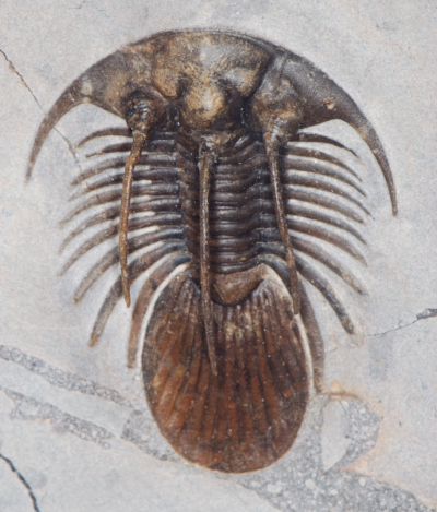 Photo d'un fossile de trilobite trouvé sur Wikipédia, parce qu'il fallait quand même que je vous en montre au moins un dans ce thread qui compte à part ça beaucoup trop de frises chronologiques dans ses illustrations. On voit dans la pierre l'empreinte d'un animal étrange avec une tête très arrondie, une queue plate, et un certain nombre de côtes entre les deux.