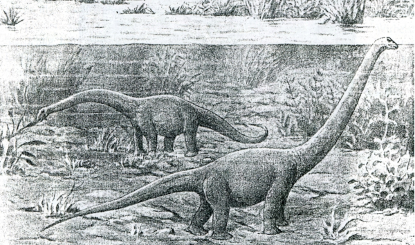 Vue d'artiste (trouvée sur Wikimédia Commons) datée de 1929 et totalement obsolète aujourd'hui montrant deux sauropodes vivre au fond de ce qui doit être un lac. Celui en arrière-plan est entièrement immergé, penchant la tête pour “brouter” une algue ou plante aquatique, tandis que l'autre redresse sa tête pour respirer à l'air libre, ce qui serait physiquement assez impossible étant donné la taille de l'animal et donc la différence de pression entre la surface et la profondeur à laquelle se trouvent ses poumons.