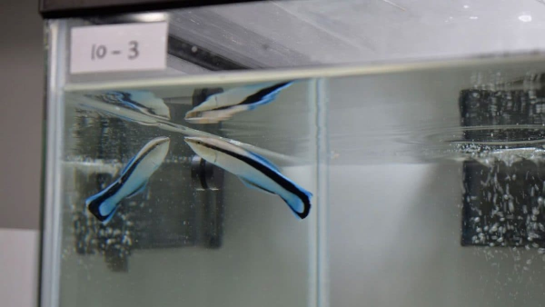 Image trouvée dans un article de presse montrant un labre nettoyeur dans un bassin d'étude (le numéro « 10 - 3 » est indiqué sur une étiquette dans un coin) dont une des parois a été remplacée par un miroir. On voit donc le poisson, son reflet dans le miroir… mais aussi, avec l'angle de vue, son reflet à la surface de l'eau au dessus de lui, et même le reflet du reflet, ce qui nous donne donc quatre labres nettoyeurs pour le prix d'un. Il s'agit d'un petit poisson à nageoires rayonnées, blanc sur le devant passant au bleu vers l'arrière, avec une bande noire traversant son corps d'avant en arrière.