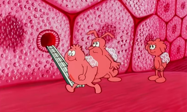 Capture d'écran du dessin animé Il était une fois la vie, dans lequel on voit les trois globules blancs récurrents (Hémo et Globine, nommés d'après une des molécules principales qui les composent, et Maître Globus) en train d'amener de l'oxygène aux autres cellules de l'organisme par un vaisseau sanguin. C'est une séquence très récurrente au cours du dessin animé, ce qui est plutôt logique puisque c'est un mécanisme absolument essentiel à notre vie.