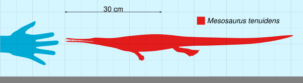 Schéma (trouvé sur la page Wikipédia anglophone qui leur est dédiée) comparant la taille d'un mésosaure (en l'occurrence Mesosaurus tenuidens), dont on voit donc la forme générale, à une main humaine. Les mésosaures ont une morphologie typique de « reptile » aquatique, avec des pattes palmées (mais néanmoins pas des nageoires) et une queue à voiles, comme celles des crocodiles ou des agames. S'ils sont bien plus petits que les « reptiles » marins dont on parlera plus bas (celui-ci mesure, d'après l'échelle indiquée sur l'image, environ 70cm), ils n'en ont pas moins une mâchoire très largement dotée de dents pointues, qui sont généralement bien visibles sur les fossiles.