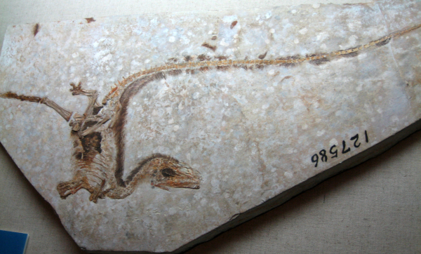 Photo d'un fossile de sinosauropteryx, un petit théropode. On voit l'empreinte complète de l'animal, avec des traces visibles de son plumage. On peut même constater sur sa queue une alternance entre des zones claires et des zones plus sombres, brunes, donnant un motif rappelant un peu la queue d'un raton-laveur. D'autres études ont d'ailleurs montré qu'il devait avoir sur le visage un “masque” de couleurs lui aussi assez semblable à celui d'un raton-laveur.
