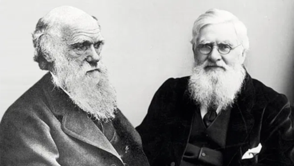 Photomontage en noir et blanc mettant côte à côte les plus célèbres images de Charles Darwin (à gauche) et d'Alfred Wallace (à droite). Les deux sont assez âgés, avec une veste de costume et une barbe blanche qui serait assez longue pour leur couvrir un éventuel nœud papillon (qu'ils n'ont probablement pas ; on voit que Wallace porte une cravate, mais Darwin est vu légèrement sur le côté, et donc on ne voit pas trop sous sa veste). Ils ne se ressemblent toutefois pas tant que ça, notamment parce que Darwin est chauve et que Wallace porte des lunettes. Photomontage en noir et blanc mettant côte à côte les plus célèbres images de Charles Darwin (à gauche) et d'Alfred Wallace (à droite). Les deux sont assez âgés, avec une veste de costume et une barbe blanche qui serait assez longue pour leur couvrir un éventuel nœud papillon (qu'ils n'ont probablement pas ; on voit que Wallace porte une cravate, mais Darwin est vu légèrement sur le côté, et donc on ne voit pas trop sous sa veste). Ils ne se ressemblent toutefois pas tant que ça, notamment parce que Darwin est chauve et que Wallace porte des lunettes.