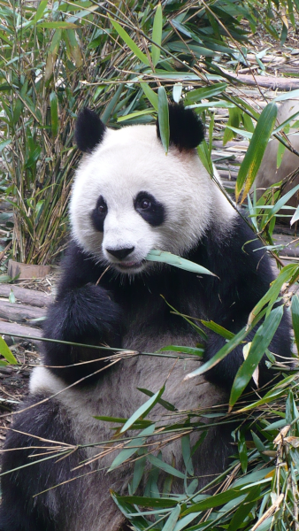 Photo d'un panda géant, trouvée sur leur page Wikipédia, sur laquelle on voit l'animal, une sorte de gros ours au pelage alternativement noir et blanc, manger une feuille de bambou qu'il tient dans sa main. Parce que, oui, les pandas peuvent tenir des objets dans leurs mains, on va y revenir un peu plus bas.