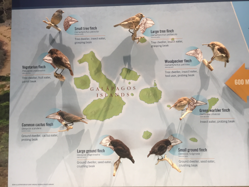 Photographie (trouvée sur Wikimédia Commons) d'un panneau venant d'une exposition montrant les différentes îles de l'archipel et certaines des différentes espèces d'oiseaux (on voit leur forme générale, et un zoom sur leur bec, puisque c'est le critère principal étudié par Darwin). Hélas, les deux ne sont pas mis en lien : je n'ai pas réussi à trouver de carte montrant la répartition géographique de chaque espèce. Photographie (trouvée sur Wikimédia Commons) d'un panneau venant d'une exposition montrant les différentes îles de l'archipel et certaines des différentes espèces d'oiseaux (on voit leur forme générale, et un zoom sur leur bec, puisque c'est le critère principal étudié par Darwin). Hélas, les deux ne sont pas mis en lien : je n'ai pas réussi à trouver de carte montrant la répartition géographique de chaque espèce.