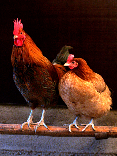 Je vous ai mis une vache et son petit quand on parlait de la vaccine la semaine dernière, alors voici la photo d'un coq et d'une poule, trouvée sur la page Wikipédia anglophone dédiée à cette espèce. On voit nos deux oiseaux posés sur ce qui semble être une branche, avec leur plumage brun, leur crête rouge… et des pattes écailleuses et pointues rappelant quand on y regarde de près que tous les oiseaux modernes sont de proches cousins des raptors.