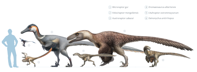 Comparaison de tailles entre un être humain (représenté par une silhouette) et plusieurs espèces de dromaeosaures (plusieurs vues d'artistes posées les unes à côté des autres). On voit notamment le microraptor (le plus petit, on reconnaît l'autre image de ce même pouet), le vélociraptor, le déinonychus, et l'utahraptor (le plus grand de tous). La morphologie de ce dernier rappelle beaucoup celle du « vélociraptor » de Jurassic Park, la différence principale étant qu'il est couvert de plume, ce qui ne le rend pas moins menaçant pour autant.