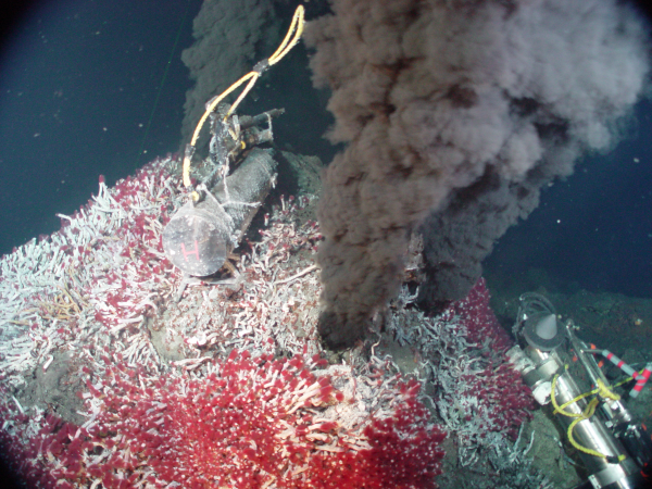 Photo, prise par la NOAA et trouvée sur la page Wikipédia dédiée aux cheminées hydrothermales, de certaines des formes de vies qu'on trouve à leur proximité, et dont on a parlé il y a quelques pouets. On voit un relief sous-marin dont une fumée noire s'échappe, quelques conteneurs ressemblant à des bouteilles d'oxygène avec des tuyaux, sans doute déposés là pour une expérience (l'image est prise au fond du Pacifique, donc il s'agit probablement d'une descente en bathyscaphe), et surtout un grand nombre de trucs rouges et blancs qui sont une colonie de vers tubicoles géants, et ce n'est qu'une des très nombreuses espèces que l'on trouve dans ce genre d'endroits et qui sont susceptibles de synthétiser des molécules que nous ne connaissons pas encore.
