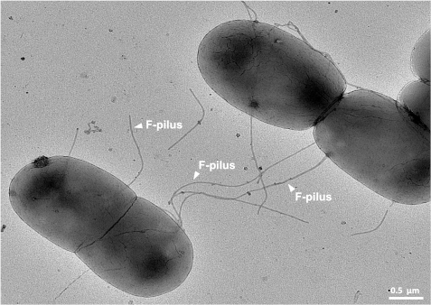 Photo prise au microscope (et beaucoup moins colorée que la précédente) où l'on voit deux bactéries Escherichia coli déployer les pilus qui leur permettent d'échanger leur matériel génétique. L'échelle est indiquée en bas à droite, nous montrant que ces bactéries mesurent (à vue de nez) environ trois micromètres de long. Photo prise au microscope (et beaucoup moins colorée que la précédente) où l'on voit deux bactéries Escherichia coli déployer les pilus qui leur permettent d'échanger leur matériel génétique. L'échelle est indiquée en bas à droite, nous montrant que ces bactéries mesurent (à vue de nez) environ trois micromètres de long.
