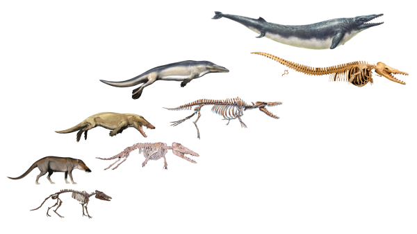 Assemblement d'images que j'avais réalisé pour ma vidéo sur l'évolution (le lien est fourni plus bas) dans laquelle on voit comparées les quatre espèces dont il est question dans ce pouet. La plus ancienne est en bas à gauche et la plus récente en haut à droite, et à chaque fois, on voit une vue d'artiste accompagnée par le squelette reconstitué de l'animal. La succession montre la façon dont la forme a évoluée de celle d'un animal terrestre à celle d'un cétacé.