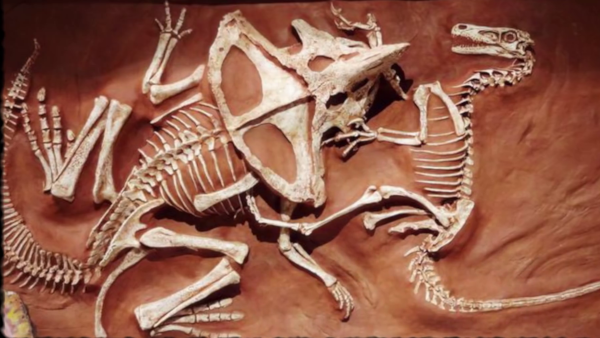 Image reconstituée du célèbre fossile montrant le combat à mort entre un vélociraptor et un protocératops. Le prédateur est à droite et semble avoir la patte avant prise dans le bec de sa proie, qu'il a sans doute poignardé avec une de ses griffes arrières.