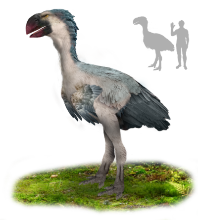 Vue d'artiste d'un gastornis, trouvée sur leur page Wikipédia. On voit une sorte de gros oiseau, évoquant peut-être vaguement une autruche, mais avec un bec bien plus imposant. Dans le coin en haut à droite, deux silhouettes comparent sa taille à celle d'un être humain ; l'oiseau est légèrement plus grand que nous.