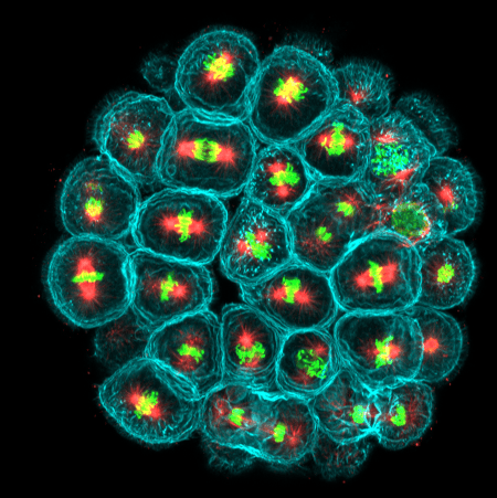 Photographie prise au microscope de l'embryon d'un oursin trouvée sur la page Wikipédia consacrée à la mitose (division cellulaire). Je voulais initialement montrer ici une image de bactérie, mais cette image-ci est beaucoup plus parlante : on y voit tout un groupe de cellules à différentes phases de cette reproduction, certaines ayant à peine commencé à copier leur matériel génétique et d'autres en étant déjà à l'étape où la séparation commence à se faire. Photographie prise au microscope de l'embryon d'un oursin trouvée sur la page Wikipédia consacrée à la mitose (division cellulaire). Je voulais initialement montrer ici une image de bactérie, mais cette image-ci est beaucoup plus parlante : on y voit tout un groupe de cellules à différentes phases de cette reproduction, certaines ayant à peine commencé à copier leur matériel génétique et d'autres en étant déjà à l'étape où la séparation commence à se faire.