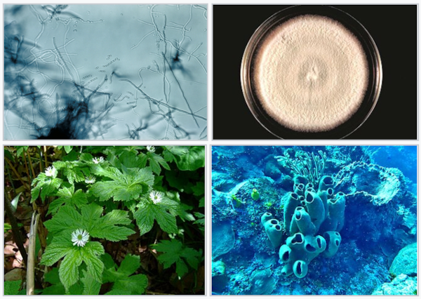Juxtaposition de quatre photos trouvées sur la page Wikipédia anglophone dédiée aux antibiotiques et montrant les origines de la plupart de ces substances : on voit en haut à gauche des bactéries vues au microscope, à droite un champignon qui se développe dans une boîte de Petri, en bas à gauche les feuilles et quelques fleurs d'une plante (en l'occurrence une Hydraste du Canada, ou Hydrastis canadensis, mais pas mal d'autres végétaux sont concernés), et une variété d'éponges marines, Agelas tubulata, représentant plus généralement les animaux. En effet, une très grande majorité des antibiotiques que nous connaissons sont produits par des êtres vivants, de nombreuses lignées différentes, mais on reparlera de ça la semaine prochaine.