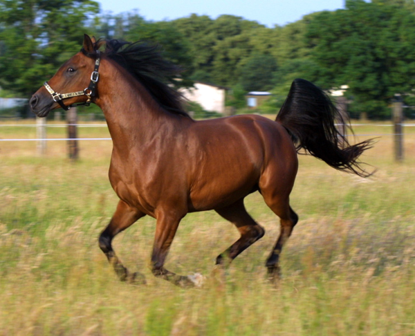Après la vache dans le thread sur la variole et la poule dans celui l'atténuation, voici donc une photo d'un cheval, en l'occurrence un pur-sang arabe à la robe bai en train de galoper dans l'herbe (on voit une barrière dans le flou à l'arrière-plan) dont la photo vient de la page Wikipédia sur les chevaux. La page Wikipédia sur le tétanos, sans montrer de telles photos hélas, précise qu'à part les primates, les chevaux sont les animaux les plus sensibles à cette maladie que l'on connaisse, d'où sans doute le fait qu'on ait commencé à chercher à les vacciner en priorité, ce qui a donc par la suite permis aussi de sauver pas mal de vies humaines. L'élevage, on en parlait dans le thread sur la variole (ou dans le tout premier sur les microbes extraterrestres), a facilité l'émergence de pas mal de nos maladies, mais nous a aussi parfois aidé à lutter contre.
