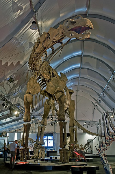 Photo du squelette reconstitué d'Argentinosaure exposé au Naturmuseum Senckenberg de Francfort, trouvée sur Wikimédia Commons. On voit la forme habituelle d'un sauropode (quadrupède avec un long cou et une longue queue tendues à l'horizontale). L'animal nous fait face et sa tête, bien qu'étant à la hauteur de son corps, semble assez haute par rapport à nous. D'ailleurs, quelques visiteurs humains et la sculpture d'un théropode bipède (à vue de nez, ça ressemble à un oviraptor, qui vivait à la même période) lui arrivent à peine au niveau des chevilles.