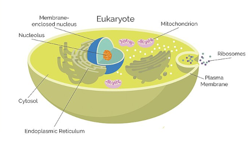 Schéma de la structure d'une cellule eucaryote, où on voit notamment le noyau contenant l'ADN. Schéma de la structure d'une cellule eucaryote, où on voit notamment le noyau contenant l'ADN.