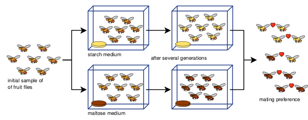 Schéma expliquant un exemple de spéciation réalisée en laboratoire : à partir d'une même population de mouches drosophiles (qui ont l'avantage de se reproduire assez vite à notre échelle), les scientifiques ont isolé deux groupes qu'ils ont nourri de manières différentes. Au bout de plusieurs génération, on se retrouvait avec deux populations assez différenciées, et même en remettant tout le monde ensemble, les croisements entre les deux groupes devenaient très peu fréquents. Schéma expliquant un exemple de spéciation réalisée en laboratoire : à partir d'une même population de mouches drosophiles (qui ont l'avantage de se reproduire assez vite à notre échelle), les scientifiques ont isolé deux groupes qu'ils ont nourri de manières différentes. Au bout de plusieurs génération, on se retrouvait avec deux populations assez différenciées, et même en remettant tout le monde ensemble, les croisements entre les deux groupes devenaient très peu fréquents.