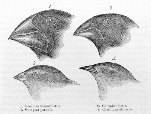 Illustration de Charles Darwin montrant quatre espèces différentes de pinsons des Galápagos. On voit quatre têtes d'oiseaux, le nom scientifique de l'espèce étant donné en légende en base. Leurs becs sont de tailles et formes assez différentes, indiquant des différences d'alimentation : Geospiza magnirostris (en haut à gauche) a un bec particulièrement gros, permettant de casser des graines solides, tandis que Geospiza parvula (en bas à gauche, et qui a semble-t-il été changé de genre depuis) a un bec beaucoup plus fin qui en est probablement incapable. Geospiza fortis, en haut à droite, est un intermédiaire entre les deux. Environ, Certhidea olivacea présente un bec beaucoup plus fin et allongé, typique des insectivores. Illustration de Charles Darwin montrant quatre espèces différentes de pinsons des Galápagos. On voit quatre têtes d'oiseaux, le nom scientifique de l'espèce étant donné en légende en base. Leurs becs sont de tailles et formes assez différentes, indiquant des différences d'alimentation : Geospiza magnirostris (en haut à gauche) a un bec particulièrement gros, permettant de casser des graines solides, tandis que Geospiza parvula (en bas à gauche, et qui a semble-t-il été changé de genre depuis) a un bec beaucoup plus fin qui en est probablement incapable. Geospiza fortis, en haut à droite, est un intermédiaire entre les deux. Environ, Certhidea olivacea présente un bec beaucoup plus fin et allongé, typique des insectivores.