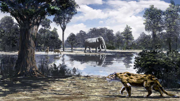 Vue d'artiste d'une scène terrestre au Miocène. L'endroit est majoritairement boisé, l'époque ayant eu pas mal de forêts. On voit au premier plan un grand félin en train de chasser, et à l'arrière-plan, derrière un plan d'eau, un animal qui ressemble à un éléphant et deux autres qui ressemblent à des antilopes. Globalement, ça paraît beaucoup moins dépaysant que ce qu'on a vu jusque là.
