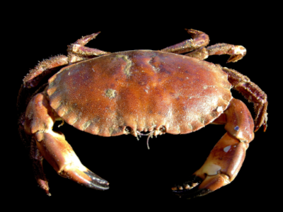 Et juste pour rappeler à quoi ça ressemble aux gens qui n'en auraient jamais vu : un crabe, un vrai (en l'occurrence un tourteau), sur fond noir, on peut voir que sa forme est quand même assez différente de celle des nébuleuses « du Crabe » mentionnées au début.