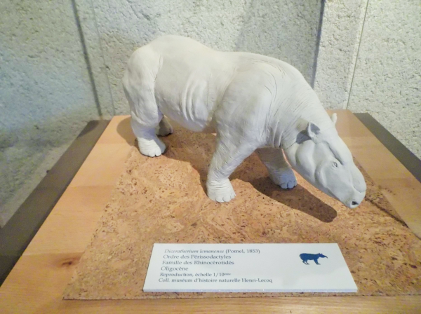 Photo, trouvée sur Wikimédia Commons, d'une reconstitution de diceratherium (un cartouche nous indique qu'elle provient de la collection du muséum d'histoire naturelle Henri-Lecoq). L'animal a une forme qui évoque beaucoup celle d'un rhinocéros, même si, malgré son nom, les cornes ne sont pas spécialement visibles ici.