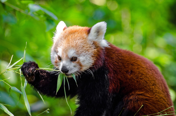 Photo d'un panda roux, ou petit panda (Wikipédia, où j'ai trouvé l'image, m'apprend qu'on les appelle aussi « ailures »… même si à la base, c'est pour eux que le nom de « panda » a été inventé, les pandas géants l'ayant récupéré ensuite, à une époque où on les pensait un peu plus apparentés qu'ils ne le sont réellement). Comme le panda géant de tout à l'heure, on voit ce panda roux manger une feuille de bambou qu'il tient dans sa main, ce qui illustre la convergence évolutive entre les deux espèces.