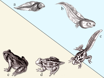 Métamorphose d'une grenouille, image trouvée sur Wikimédia Commons provenant d'une encyclopédie illustrée datant de la fin du ⅩⅨème siècle. On y voit, en noir et blanc, cinq étapes, du têtard à la forme adulte de la grenouille, les premières étant sur fond bleu clair indiquant une vie aquatique, les dernières sur fond jaune pâle indiquant une vie terrestre. L'animal change particulièrement de forme au cours de sa vie, avec l'apparition de ses pattes et la disparition de sa queue, et effectivement, métamorphose que les amphibiens sont les seuls vertébrés à connaître (même si certaines espèces d'amphibiens ont perdu cette caractéristique, comme l'axolotl qui reste à l'état aquatique toute sa vie). Métamorphose d'une grenouille, image trouvée sur Wikimédia Commons provenant d'une encyclopédie illustrée datant de la fin du ⅩⅨème siècle. On y voit, en noir et blanc, cinq étapes, du têtard à la forme adulte de la grenouille, les premières étant sur fond bleu clair indiquant une vie aquatique, les dernières sur fond jaune pâle indiquant une vie terrestre. L'animal change particulièrement de forme au cours de sa vie, avec l'apparition de ses pattes et la disparition de sa queue, et effectivement, métamorphose que les amphibiens sont les seuls vertébrés à connaître (même si certaines espèces d'amphibiens ont perdu cette caractéristique, comme l'axolotl qui reste à l'état aquatique toute sa vie).