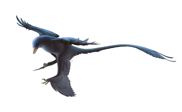 Vue d'artiste d'un microraptor. Il ressemble à un oiseau noir, mais dont les pattes arrières seraient également des ailes (quoique néanmoins terminées par des serres) et avec une queue beaucoup plus longue. Ça ne se voit pas forcément sur cet image car elle est fermée, mais il a également une bouche pleine de dents à la place du bec.