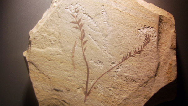 Fossile d'Archaefructus Liaoningensis, découvert comme son nom l'indique dans la province du Laioning en Chine. On voit un fragment de pierre sur lequel se trouve l'empreinte de deux tiges feuillues. Il s'agit de l'une des plus anciennes plantes à fleur fossiles retrouvées à ce jour.