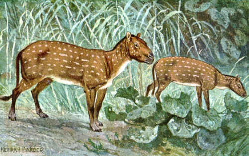 Vue d'artiste de deux hyracotheriums, trouvée sur leur page Wikipédia. Ils ont encore des doigts plutôt que des sabots, mais leur silhouette commence vaguement à évoquer celles des chevaux. Même si on voit à la végétation qui les entoure qu'ils sont plutôt petits.